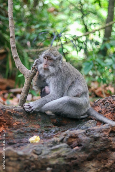 Fototapeta monkey japanese macaque baboon sitting on a tree