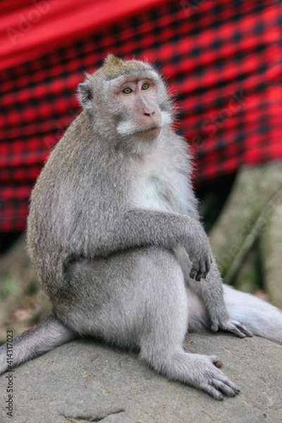 Fototapeta monkey baboon