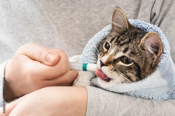 Fototapeta Kitten wrapped in a towel drinks medicine from a syringe