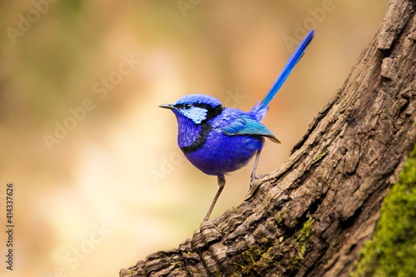 Obraz Splendid Fairy Wren