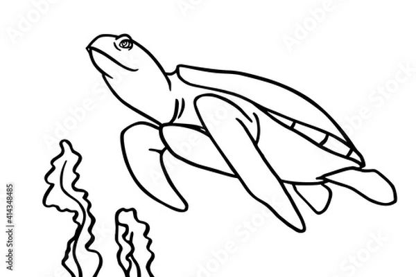 Fototapeta Turtle and algae in the ocean. Can be used for coloring book for kids. Vector illustration.