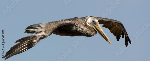 Obraz Brown Pelican