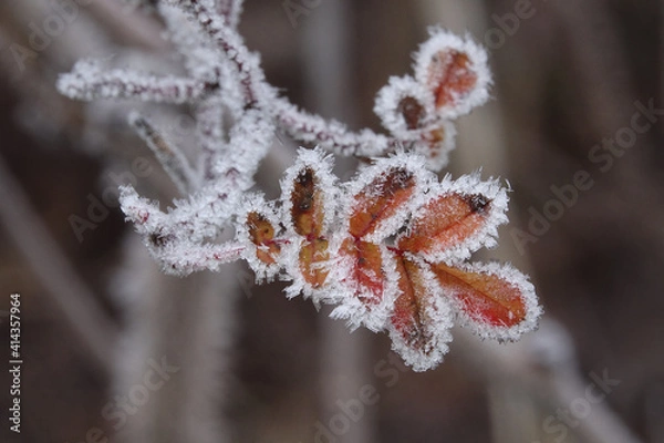 Fototapeta unusual frost on leaves