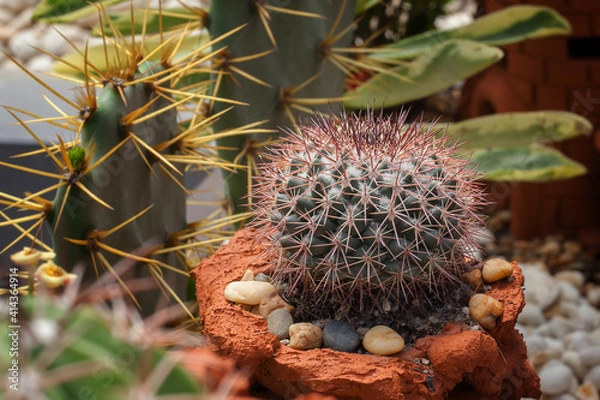 Fototapeta BEAUTIFUL CACTUS 