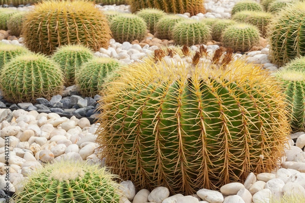 Obraz BEAUTIFUL CACTUS 