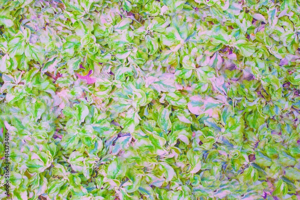 Fototapeta BEAUTIFUL FLOWER  BACKGROUND