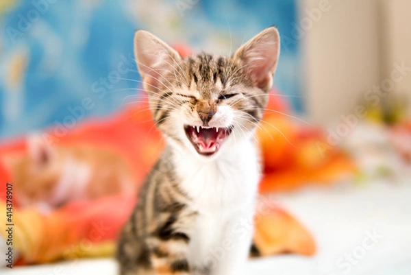 Obraz Cute kitten portrait 