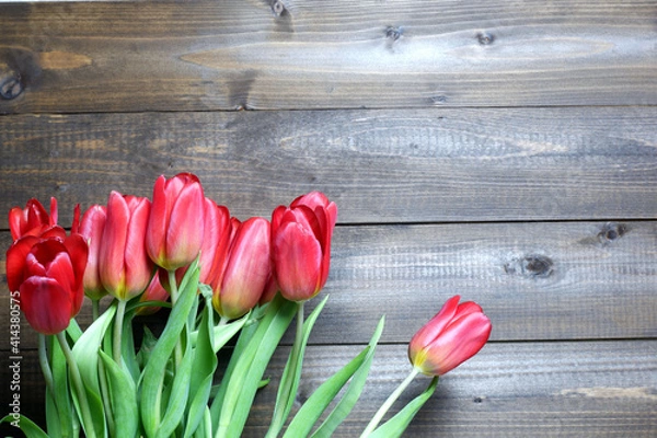 Fototapeta Spring flower backround. Several red fresh tulips on dark brown wooden planks background with copyspace. Holiday, Womens, spring, love, romantic, flowers, garden, Easter card, banner, header template