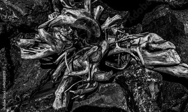 Obraz trunk knot texture