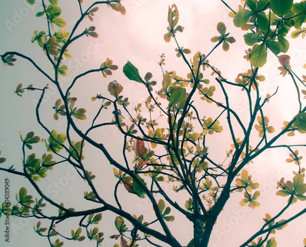 Obraz branches with leaves