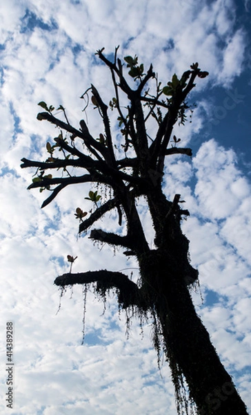 Obraz tree in the sky tree