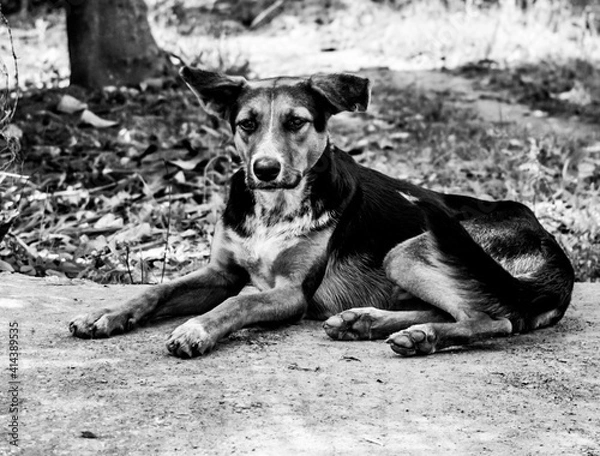 Obraz black and white dog
