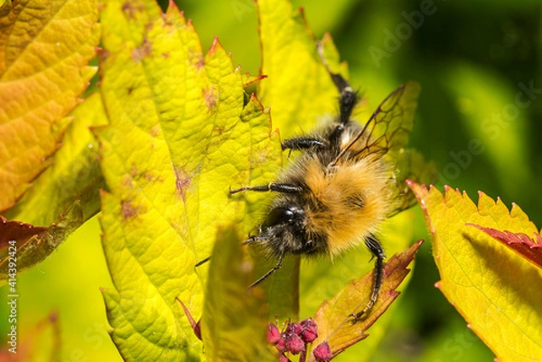 Obraz Common Carder Bee