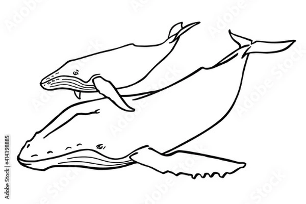 Fototapeta Whales in the ocean. Can be used for coloring book for kids. Vector illustration.
