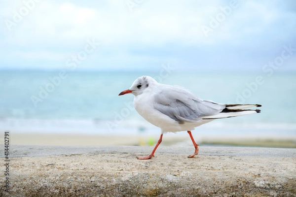 Obraz Mouette rieuse
