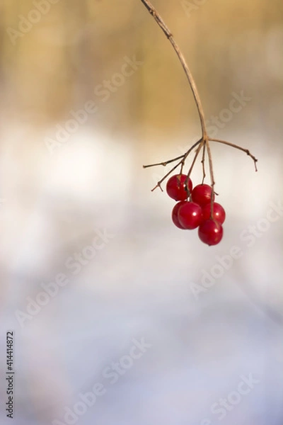 Obraz View on a bare branch with a cluster of red berries against blurry, blurred natural background