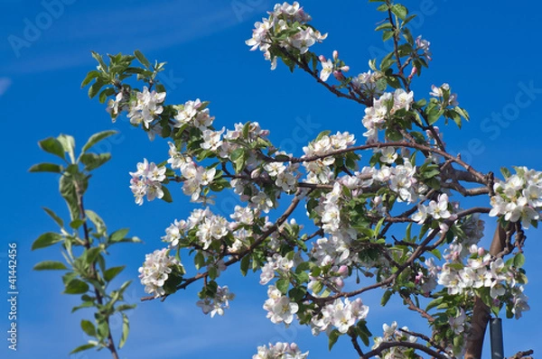 Fototapeta Orchard Blossoms