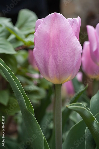 Obraz Pink tulip