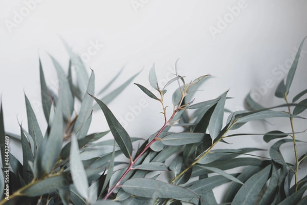 Fototapeta eucalyptus leaves on a white background . space for text