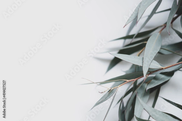 Obraz eucalyptus leaves on a white background . space for text