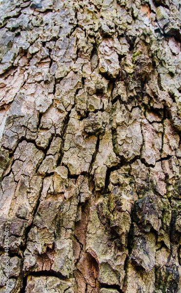 Obraz Corteza rugosa