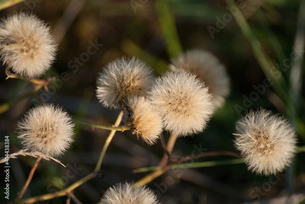 Fototapeta Vielzahl von Acker Gänsedisteln mit verblühtem Blütenstand, Pusteblume, Herbstzeit