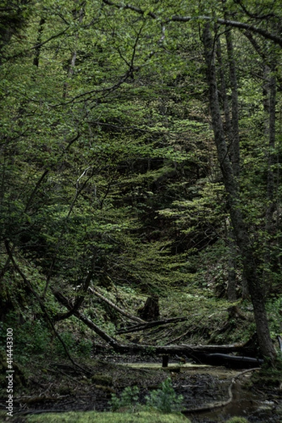 Fototapeta moss covered tree trunk
