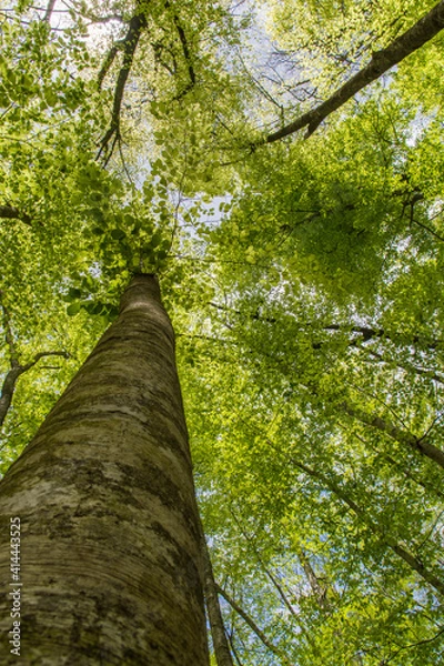 Obraz Tronco de haya