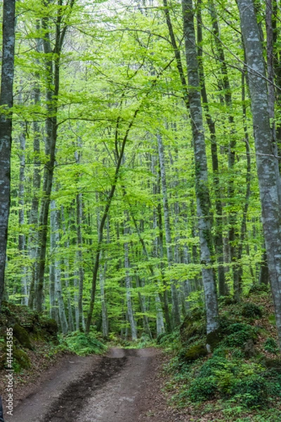 Obraz Bosque de hayas en primavera