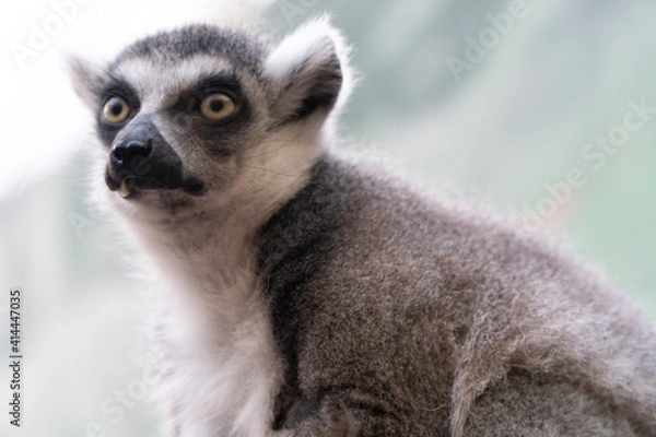 Fototapeta ring lemur