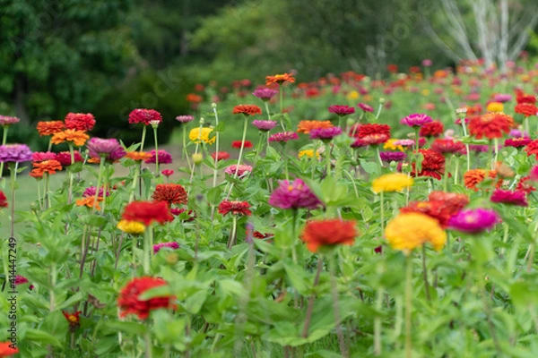 Fototapeta field of poppies