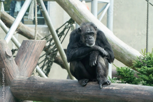 Obraz portrait of a gorilla