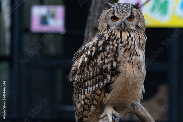 Obraz great horned owl