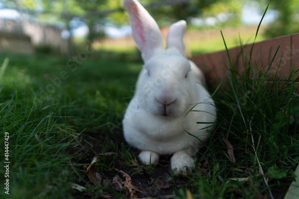 Fototapeta rabbit in the grass