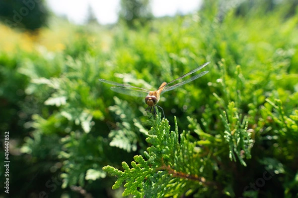 Obraz dragonfly on the grass