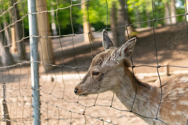 Obraz deer in the forest