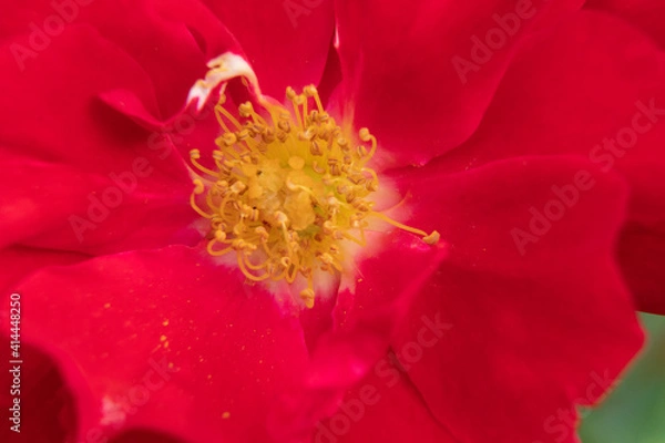 Obraz red flower macro