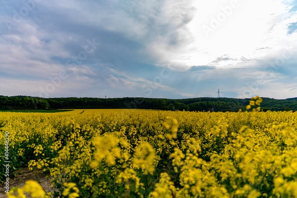 Fototapeta rapeseed field
