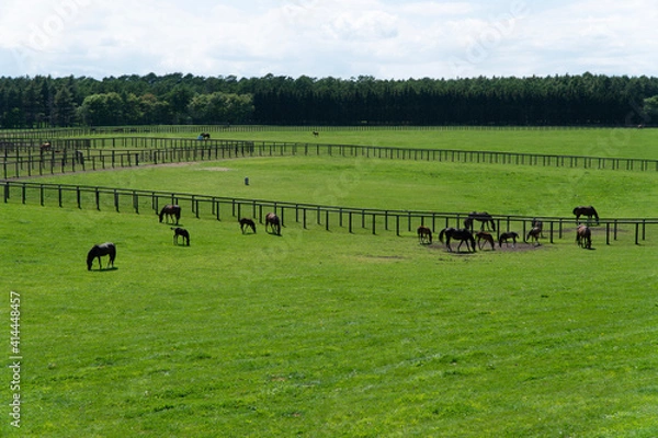 Obraz cows in a field