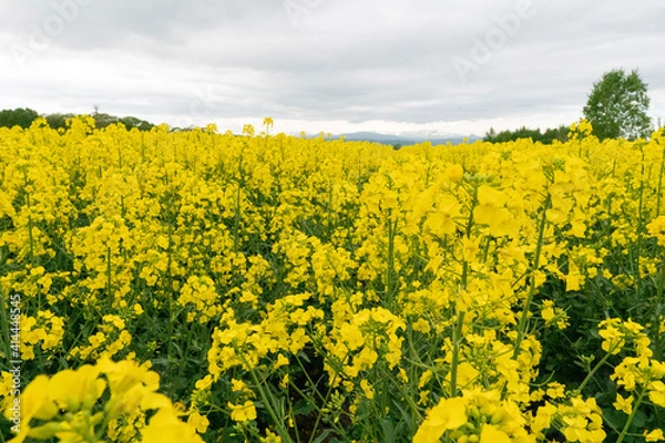 Obraz rapeseed field