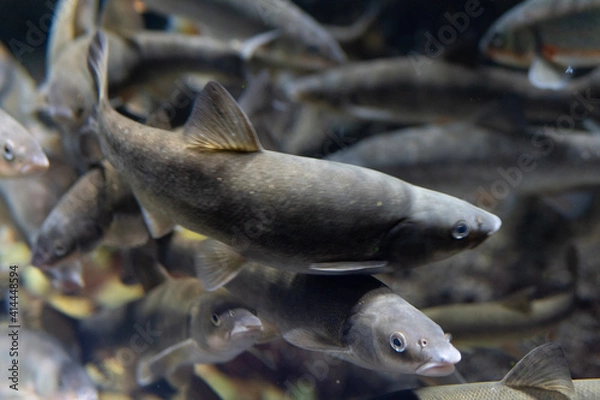 Obraz fish in the aquarium