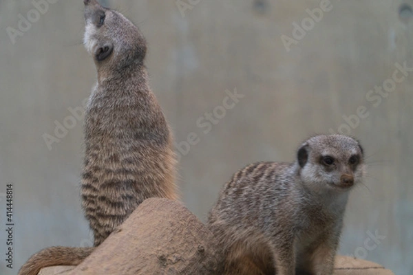 Obraz meerkat on guard