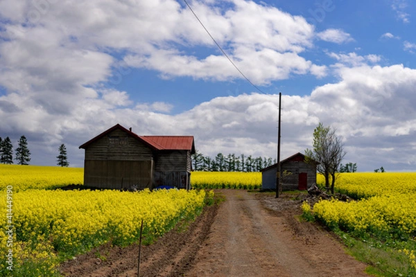 Obraz rapeseed field
