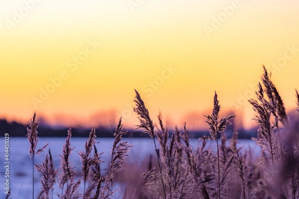 Obraz Gräser im Winter
