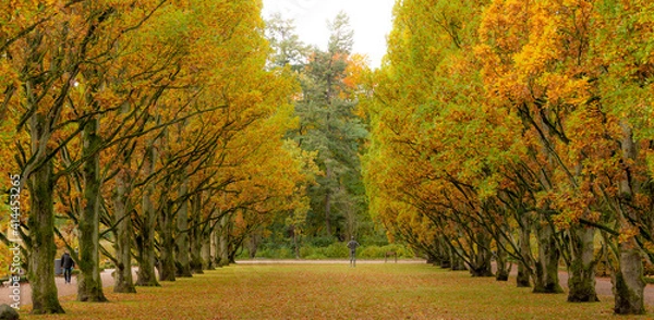 Obraz Bäume im Herbst