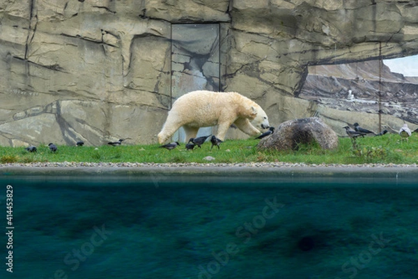 Obraz Eisbär auf Nahrungssuche