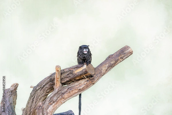 Obraz Affe auf dem Ast