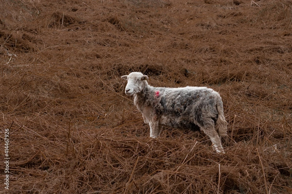 Fototapeta Sheep on a fell in autumn bracken.