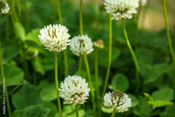 Fototapeta シロツメクサの白い花