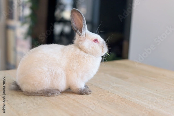 Fototapeta White Easter Bunny with red eyes on an old wooden table eats a leaf of arugula